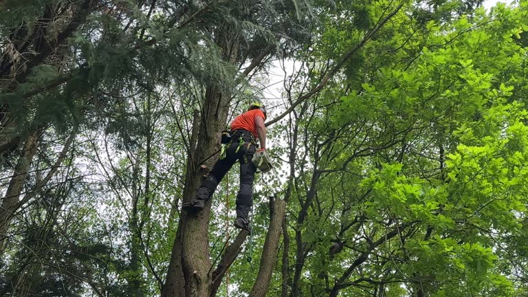 Best Tree Maintenance Programs  in Gering, NE