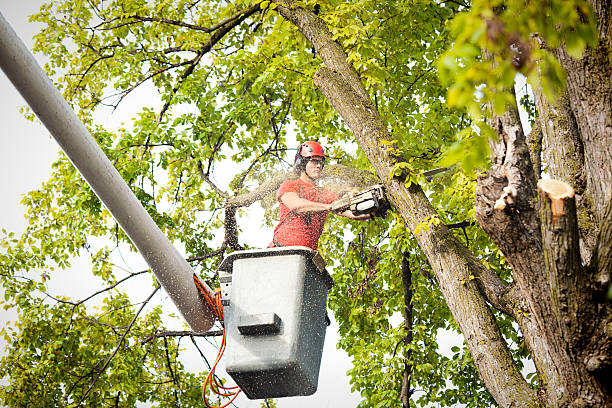 Gering, NE Tree Care Services Company