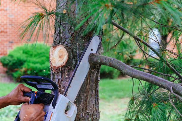 How Our Tree Care Process Works  in  Gering, NE